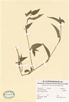 藏品(耳葉鴨跖草)的圖片